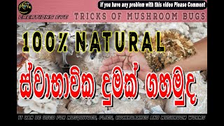 How to repel worms in mushroom cultivation and house flies cockroaches mosquitoes බිම්මල් 2024 [upl. by Klingel577]