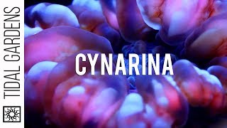 Cynarina  A spectacular yet under appreciated translucent coral [upl. by Decima421]