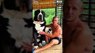 Powerful and Large Dog Breed Central Asian Shepherd  Alabai  CEO viralvideo shorts alabai [upl. by O'Dell]