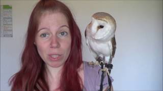 Basics Of Owning An Owl [upl. by Karla]