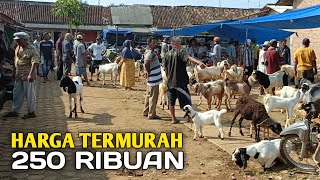 Harga Termurah Hari ini 250 Ribu Rupiah [upl. by Mulderig]