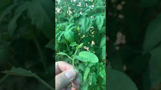 FREAKING HORNWORMS hornworm garden gardening pest pestcontrol updates shorts update short [upl. by Aicilaana]