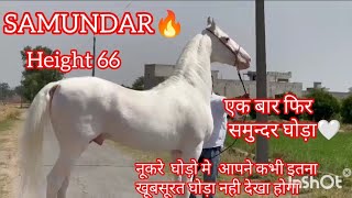 समुन्दर घोड़ा  SAMUNDAR ghoda  pehanwan stud farm [upl. by Assirialc]