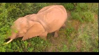 African Bush Elephant [upl. by Stillman]