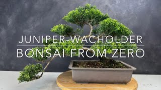 In vier Jahren vom Wacholder für 3 Euro zum Bonsai für  Euro [upl. by Aneehsirk484]