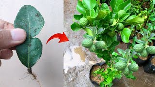 Amazing skills Growing kaffir lime from kaffir lime leaves in pot bear fruit quickly [upl. by Netsirhk]