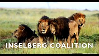 La Coalición INSELBERG Inselberg Males  Kings of the Mara Triangle nature animals viral lion [upl. by Drusie]