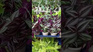 Zero cost plants propagation 🤑gardenplants trending garden shorts plantpropagation [upl. by Otilrac709]