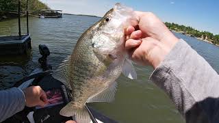 Dock Shooting Tips For Big Crappie [upl. by Naedan]