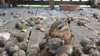 Squirrel Cam The Chipsters look for the Perfect acorn [upl. by Anahgem]