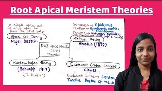 Root Apical Meristem theories  Quiescent Centre theory  Korper Kappe theory  By Jyoti Verma [upl. by Natalie]