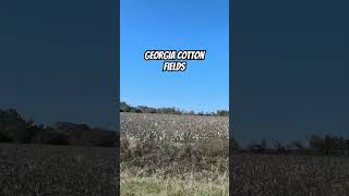 Georgia Cotton Fields [upl. by Imogene]