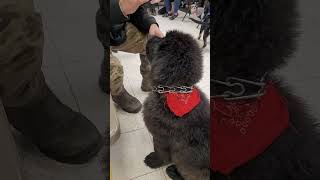 Newfoundland dogs are so smart newfoundland puppy dogtraining fun [upl. by Kenay]