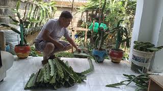 AGRIBUSINESS  PREPARING CUTTINGS TO MEET AN ORDER FROM UGANDA [upl. by Wivinah]