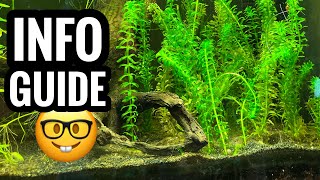 Anacharis Elodea Plant Guide [upl. by Olathe]