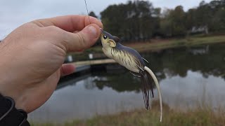 Bass fishing with a mouse [upl. by Gant]