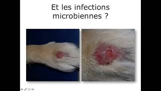 dermatite de léchage du chien [upl. by Eyar]