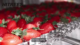 HITREES Spiral Freezer for freezing strawberries [upl. by Trici]