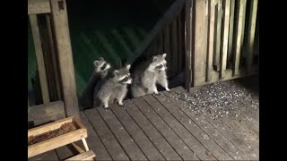 Raccoons came back [upl. by Kronick]