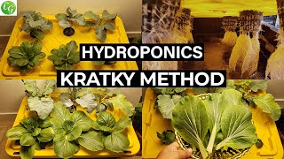 Kratky Method  How to Grow Plants With Kratky Hydroponic Method [upl. by Key127]