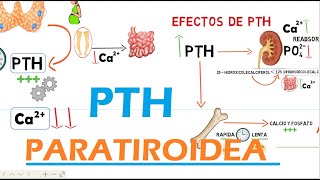 Hormona Paratiroidea PTH [upl. by Henleigh]