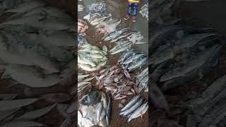 karachi fish harbar love edm fish [upl. by Sum]