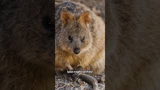 The quotquotFriendliestquot animal of all time  Quokkas 😊😊😊 [upl. by Naillik]