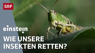 Das grosse Insektensterben – warum die kleinen Tierchen immer weniger werden  Einstein  SRF Wissen [upl. by Lantha123]