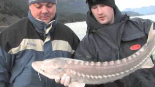 quotColumbia River Keeper Sturgeonquot on Angler West TV [upl. by Garibull486]