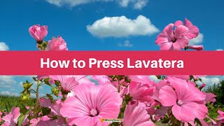 Pressing Lavatera [upl. by Attinahs510]