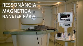 Ciência Sem Limites  Ressonância magnética na veterinária [upl. by Ennirac195]