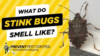 What Do Stink Bugs Smell Like [upl. by Cirdes265]