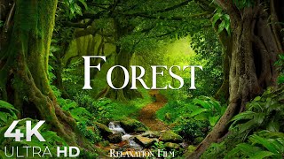 Forest 4K • Nature Relaxation Film • Peaceful Relaxing Music • 4k Video UltraHD [upl. by Shimberg]