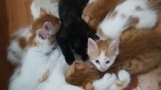 Kedi yavruları ne yapmış 🐈 [upl. by Aibsel]