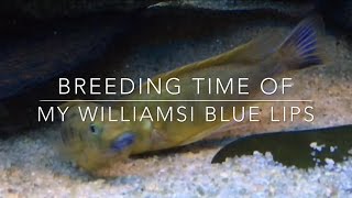 Breeding time of my williamsi blue lips my best breeding video  Shot on iPhone 6s 1080HD 60fps [upl. by Oriel]