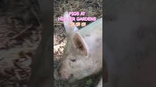 CUTE amp MUDDY PIGS 🐖🐖🐖 SIR HAROLD HILLIER GARDENS😎😎😎 pig pigs shorts [upl. by Edsel]