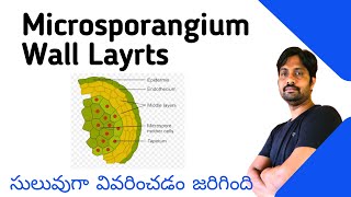 Microsporangium Wall Layers  Explained in Easy Way  Botany Most Important Questions [upl. by Busby155]