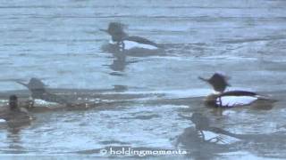 Redbreasted Merganser courtship display [upl. by Whalen]