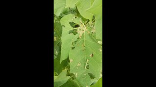 Cotton Worms armyworm and spottedworm of cotton [upl. by Nanahs]