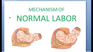 Obstetrics 167 Mechanism of Labor Normal How does baby delivery fetus movement head newborn [upl. by Acissej]