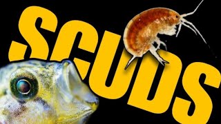 SCUDS Everything You Need to Know How to Culture amp Harvest Live Gammarus for Your Aquarium Fish [upl. by Kralc]