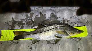 Opening Day Snook Season 2024 [upl. by Relyat]