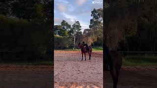 I Might Be Leasing horse horseriding lease yogi horse [upl. by Doralyn]