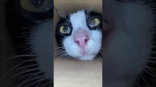 Funniest Animal Videos Will Cheer You Up 🤣 Best Funny Animals Videos of Week [upl. by Shreve719]