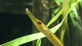 Facts The Bay Pipefish [upl. by Rooney]