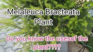 Melaleuca Bracteata plant l uses of the plant l beautiful nature [upl. by Assirrak]