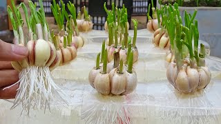 Tips to grow garlic in water bottles get lots of roots and quickly harvest [upl. by Drahnreb]