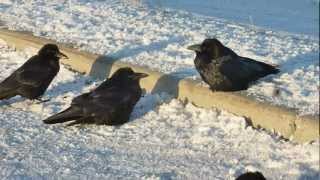 Winter Ravens of Anchorage Alaska [upl. by Tikna]