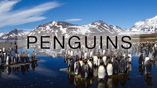 Thousands of penguins on South Georgia island [upl. by Lanta]