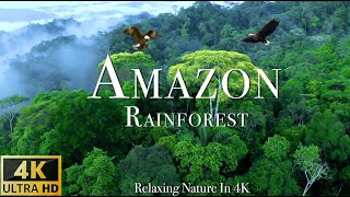 Amazon 4k  The World’s Largest Tropical Rainforest  Scenic Relaxation Film with Calming Music [upl. by Mcgannon]